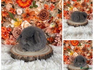 Mini Lop rabbits Vaccinated Purebred Minilops - Ready Now - Advert 13