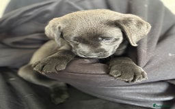Labrador Retriever dogs for sale: Last of litter K.C Charcoal Labrador girl 9 Weeks - Image 15