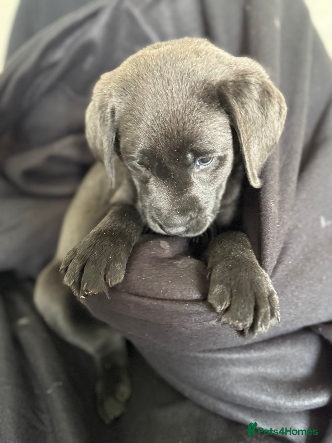 Labrador Retriever dogs for sale: Last of litter K.C Charcoal Labrador girl 9 Weeks - Image 15