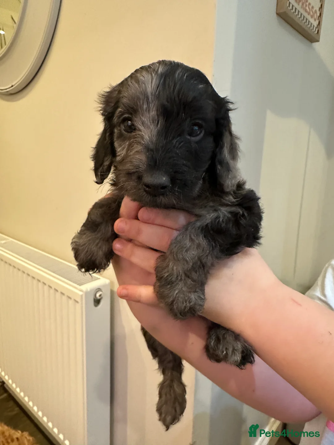 Cockapoo dogs for sale: Beautiful litter of Cockapoo Puppies - Advert 12
