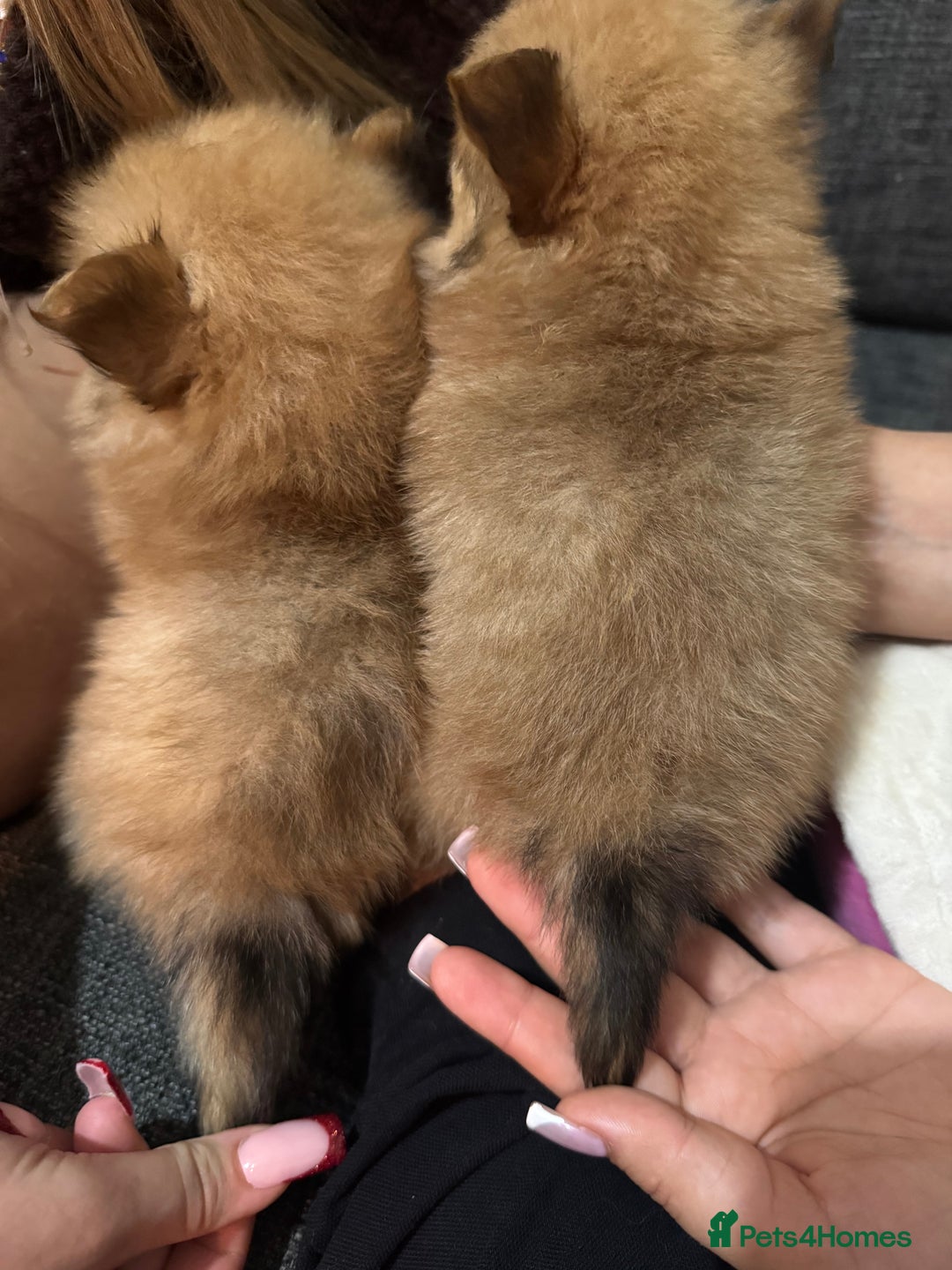 Pomchi dogs for sale: Pomeranian puppy’s  - Advert 16