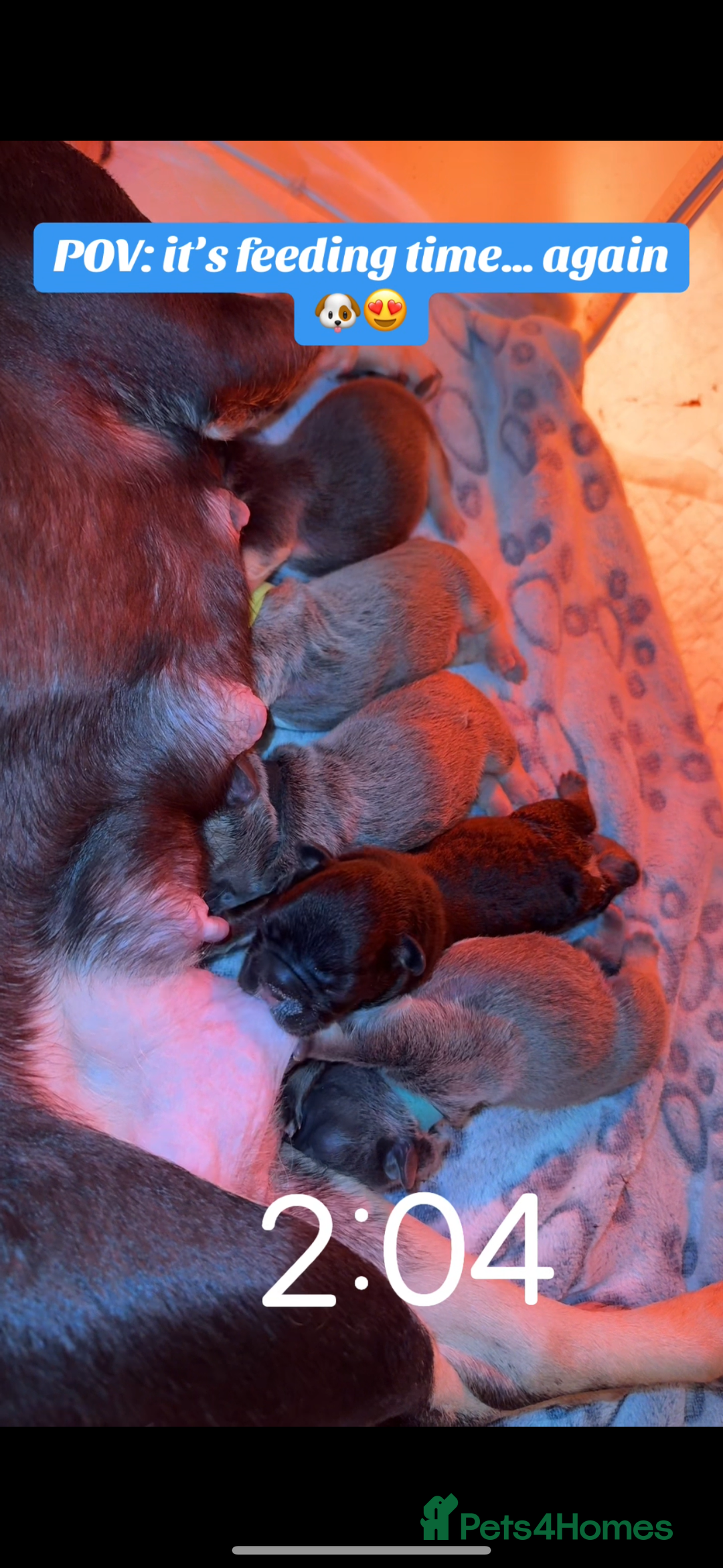 French Bulldog dogs for sale: New shade Full Fluffy French bulldog carrying pink - Advert 7