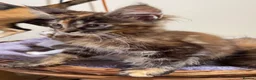Maine Coon cats for sale: READY TO LEAVE NOW GCCF PEDIGREE MAINECOON KITTENS - Advert 26