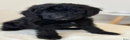 Cockapoo dogs for sale: STUNNING DARK RED, APRICOT, BLACK COCKAPOO PUPPIES - Advert 12