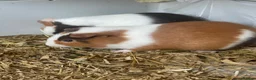 Guinea Pig rodents for sale: Guinea pig pairs. in Slough - Advert 3