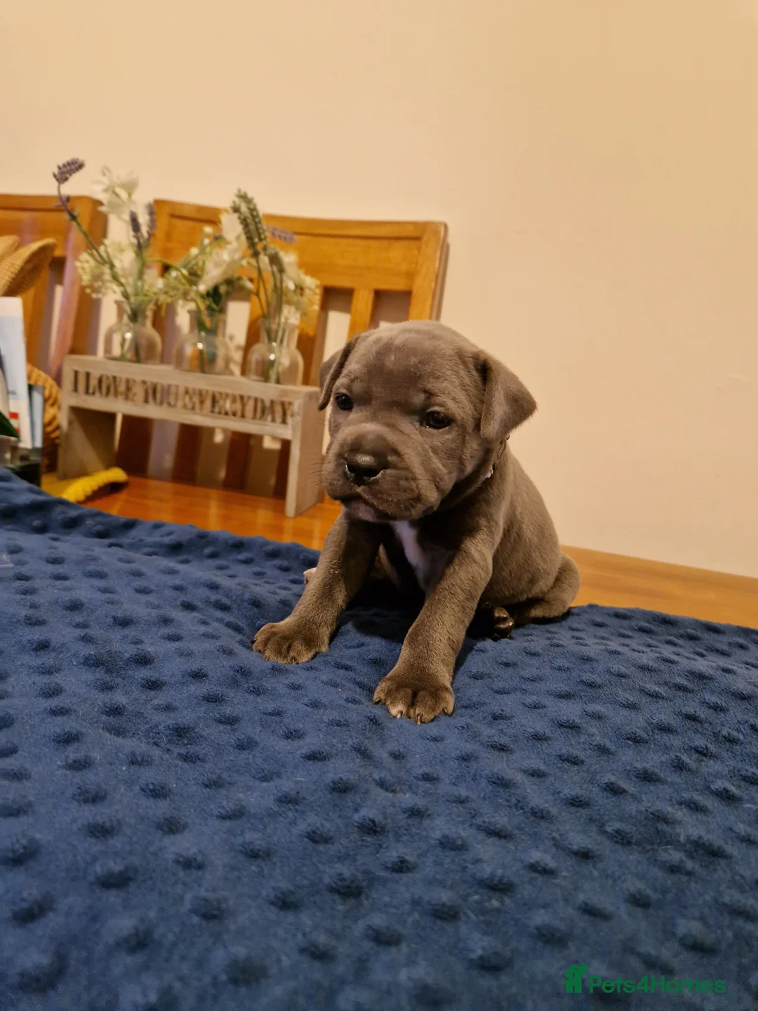 Staffordshire Bull Terrier dogs for sale: Staffordshire bull terrier blue-white - Advert 16