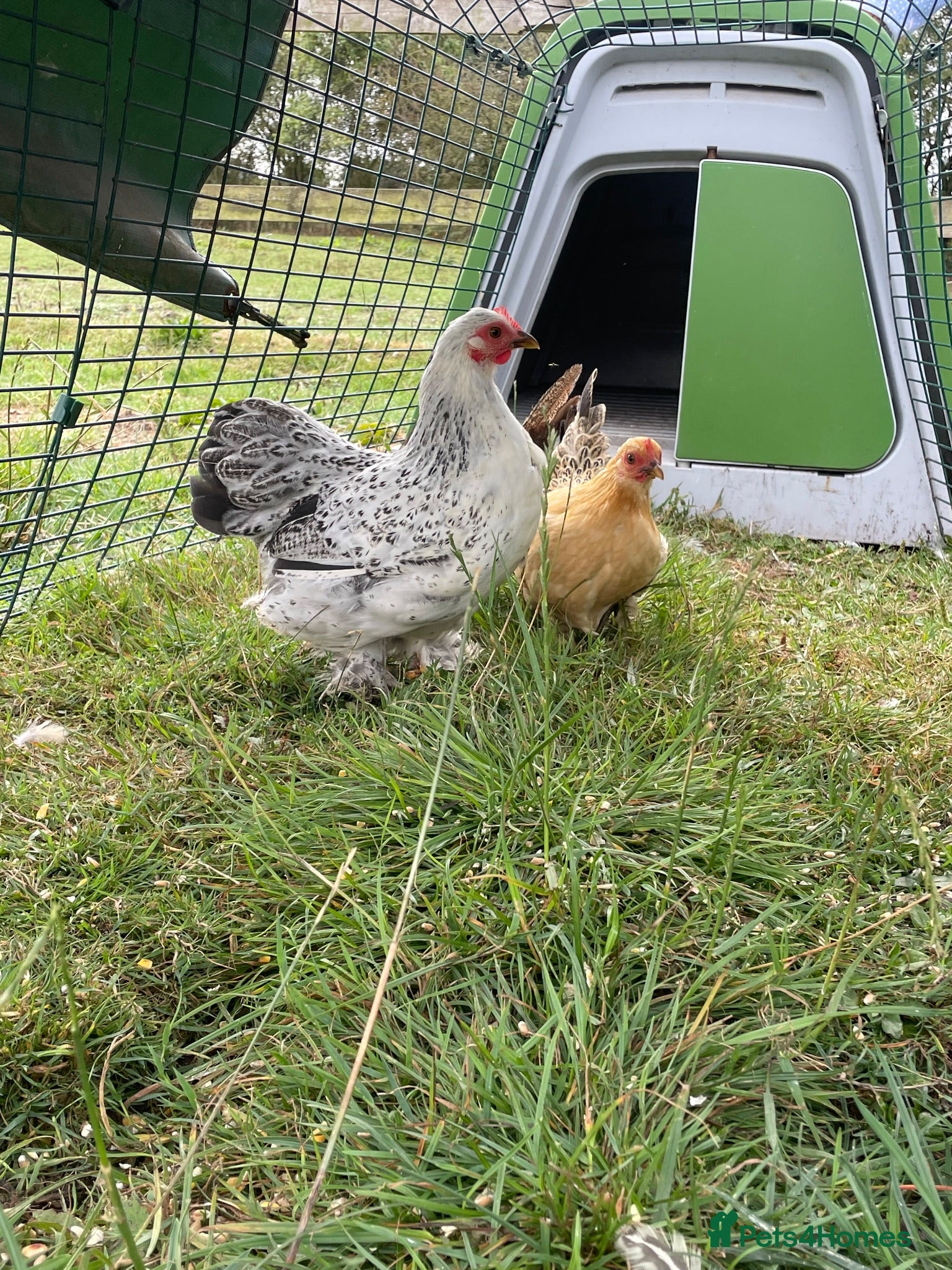 Chickens poultry Pekin Hens   - Advert 11