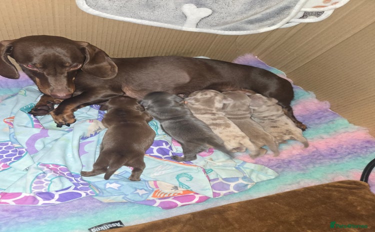 Dachshund dogs - Advert 2