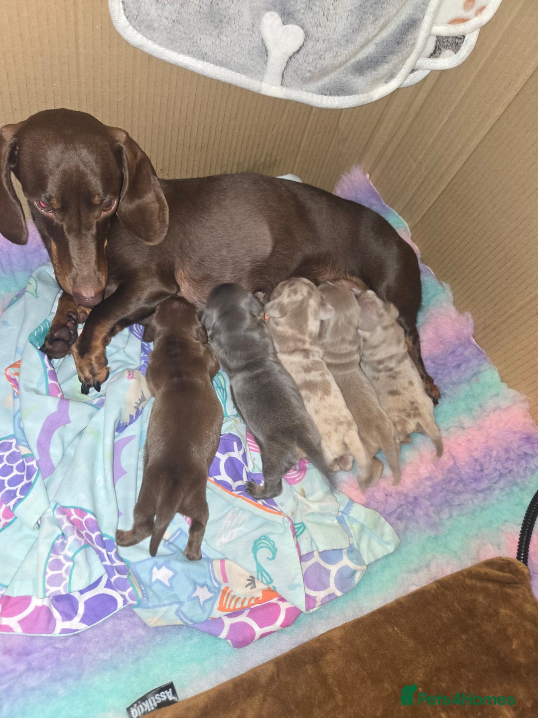 Dachshund dogs for sale: Beautiful Dachshund Puppies - Image 1