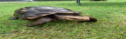 Tortoise reptiles for sale: RED FOOTED TORTOISE MALE 30 YEARS OLD - Advert 6