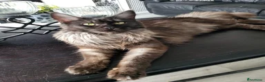 Maine Coon 1