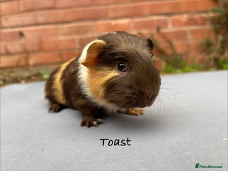 Guinea Pig rodents Baby guinea pigs - Advert 14