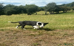 Border Collie dogs for sale: BORDER COLLIE PUPS 1 BOY LEF - Image 22