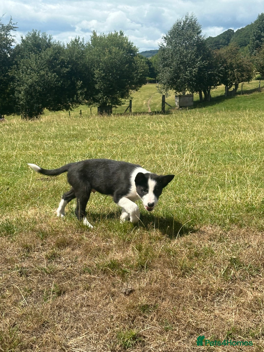 Border Collie dogs for sale: BORDER COLLIE PUPS 1 BOY LEF - Image 22