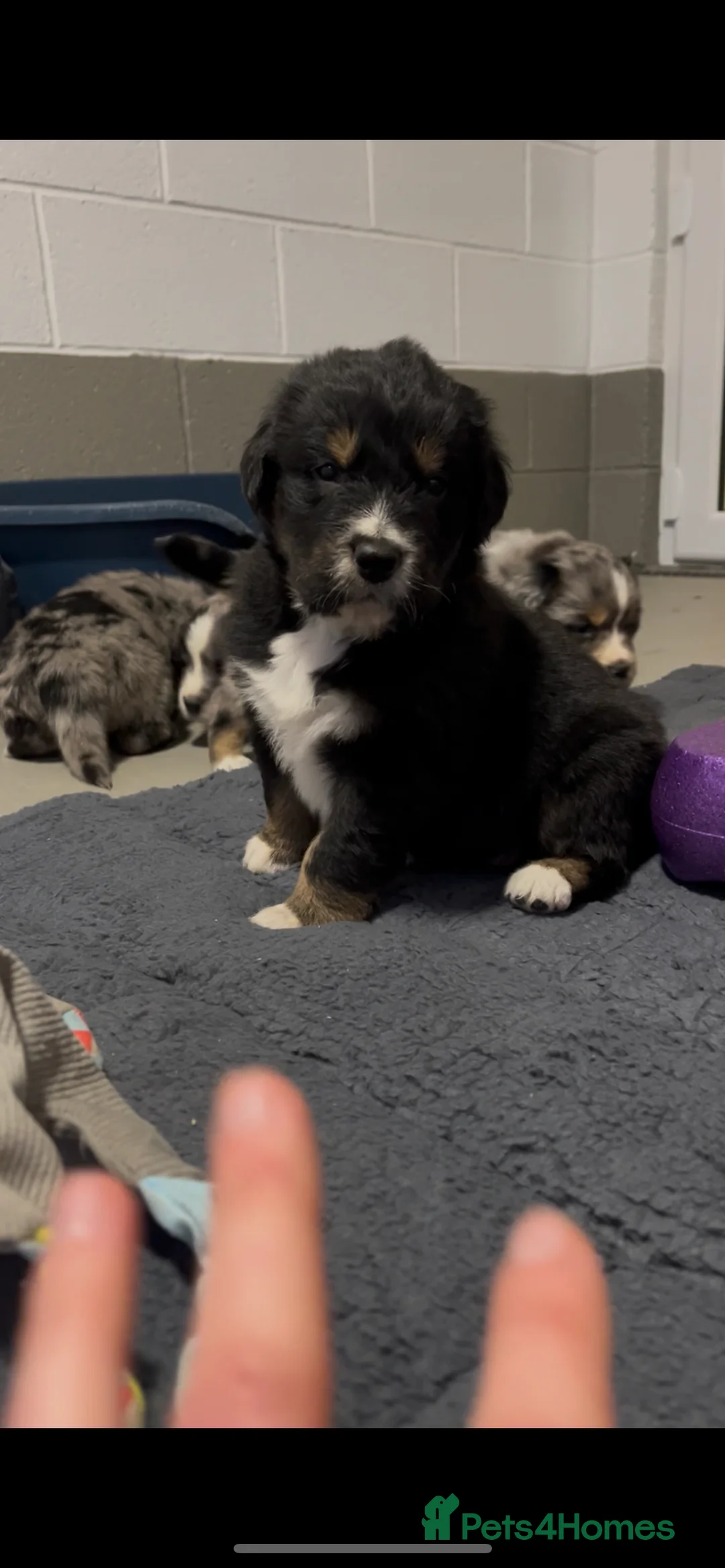 Mixed Breed dogs for sale: Australian Shepherd x Golden Retriever Merle&black - Advert 5