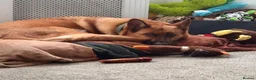 Mixed Breed dogs for sale: Looking to rehome - Advert 4