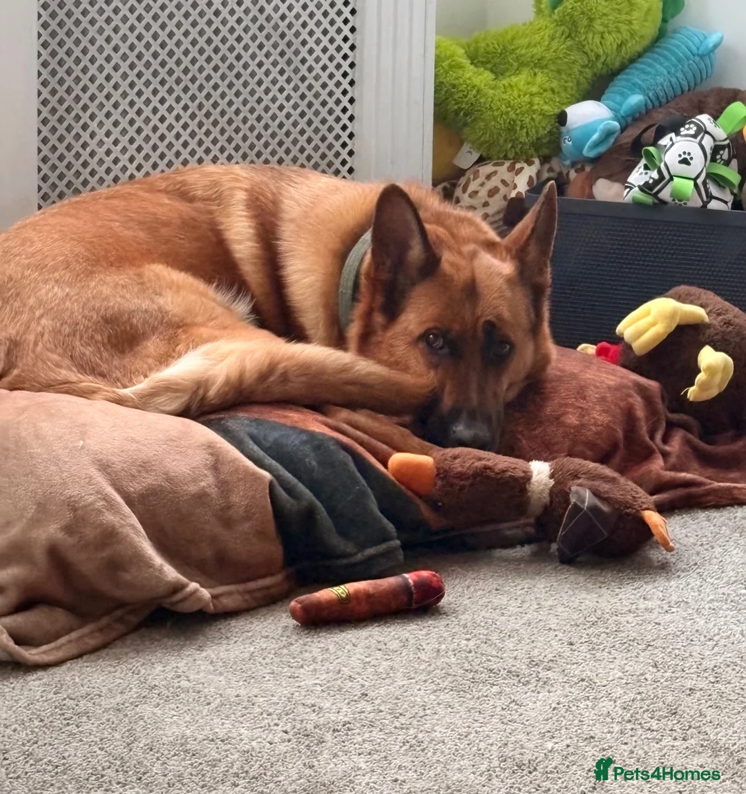 Mixed Breed dogs for sale: Looking to rehome - Advert 4