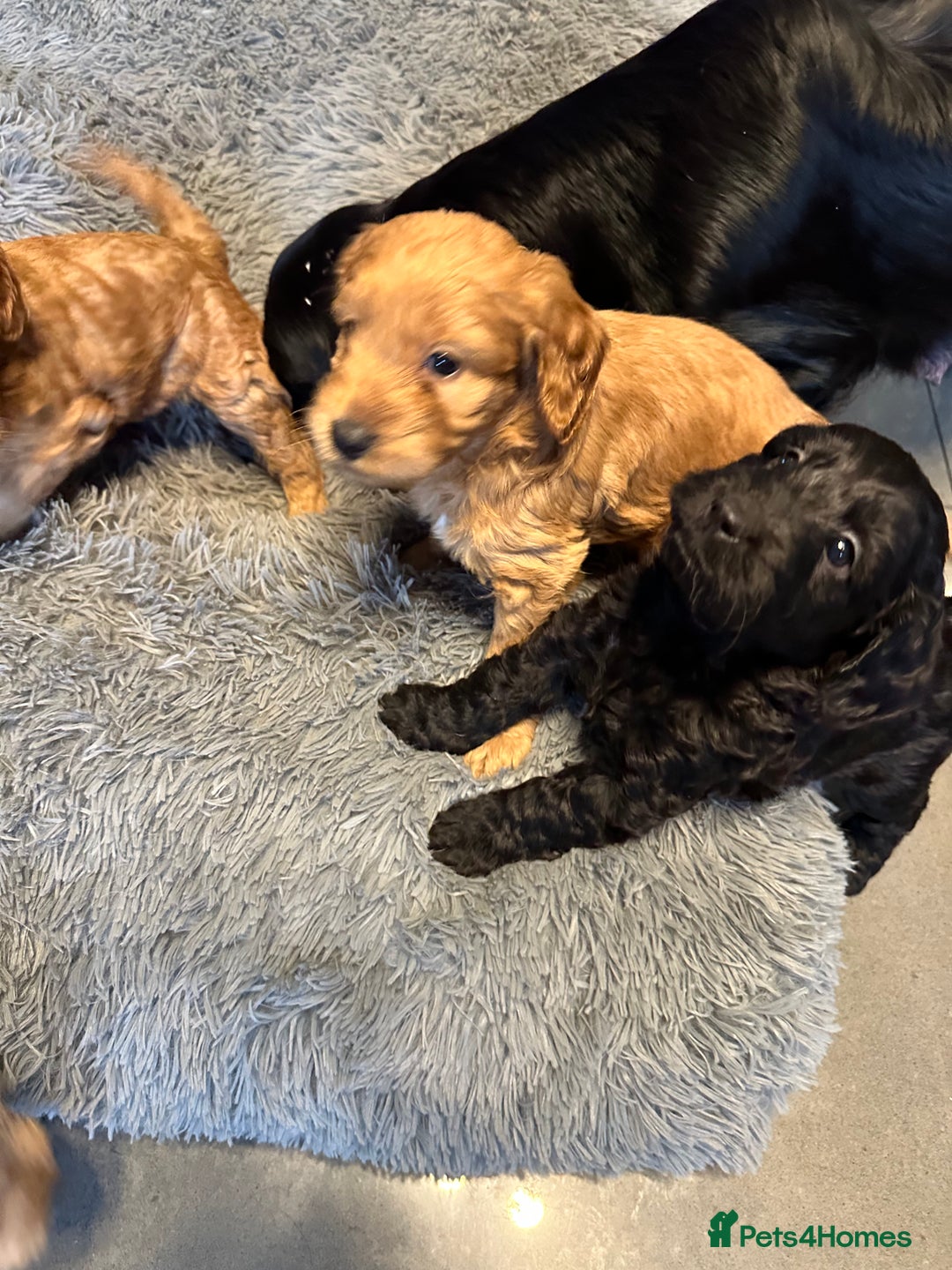 Cockapoo dogs for sale: F1 cockerpoo puppies  - Advert 14