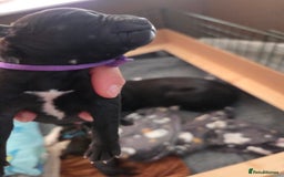 Mixed Breed dogs for sale: Beautiful Collie x K.C Staffy Pups  - Image 14