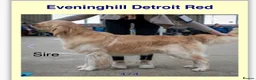 Golden Retriever dogs for sale: Health tested, KC reg Golden retriever puppies - Advert 22
