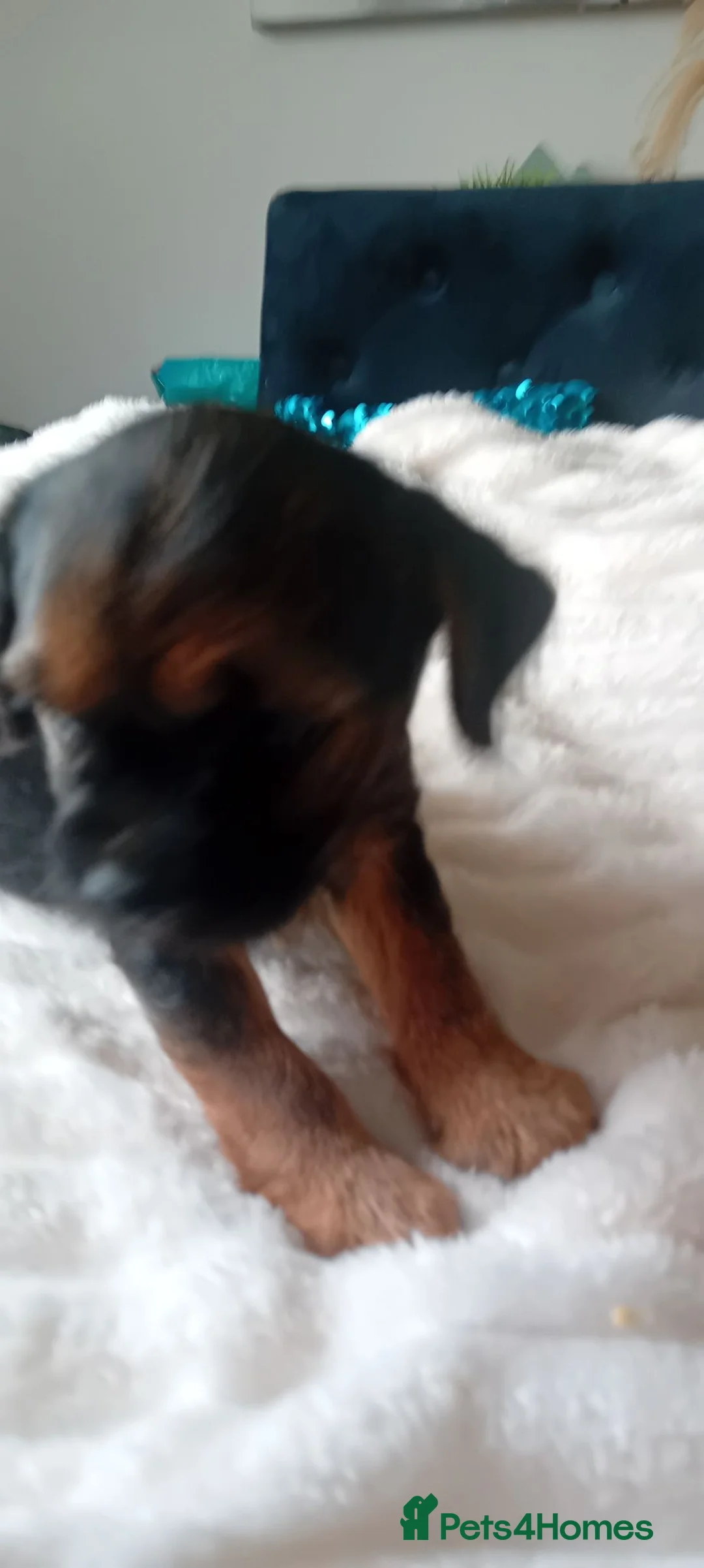 Border Terrier dogs for sale: Boarder terriers pups  in Sunderland - Advert 2