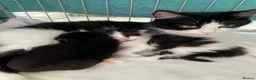 Mixed Breed cats for sale: Beautiful kittens for sale in Castleford - Advert 4
