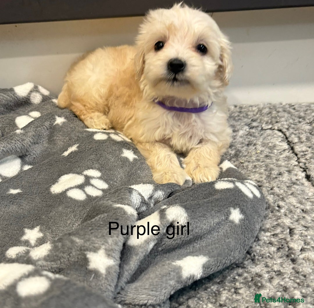Cockapoo dogs for sale: F1B cockapoo - Image 10