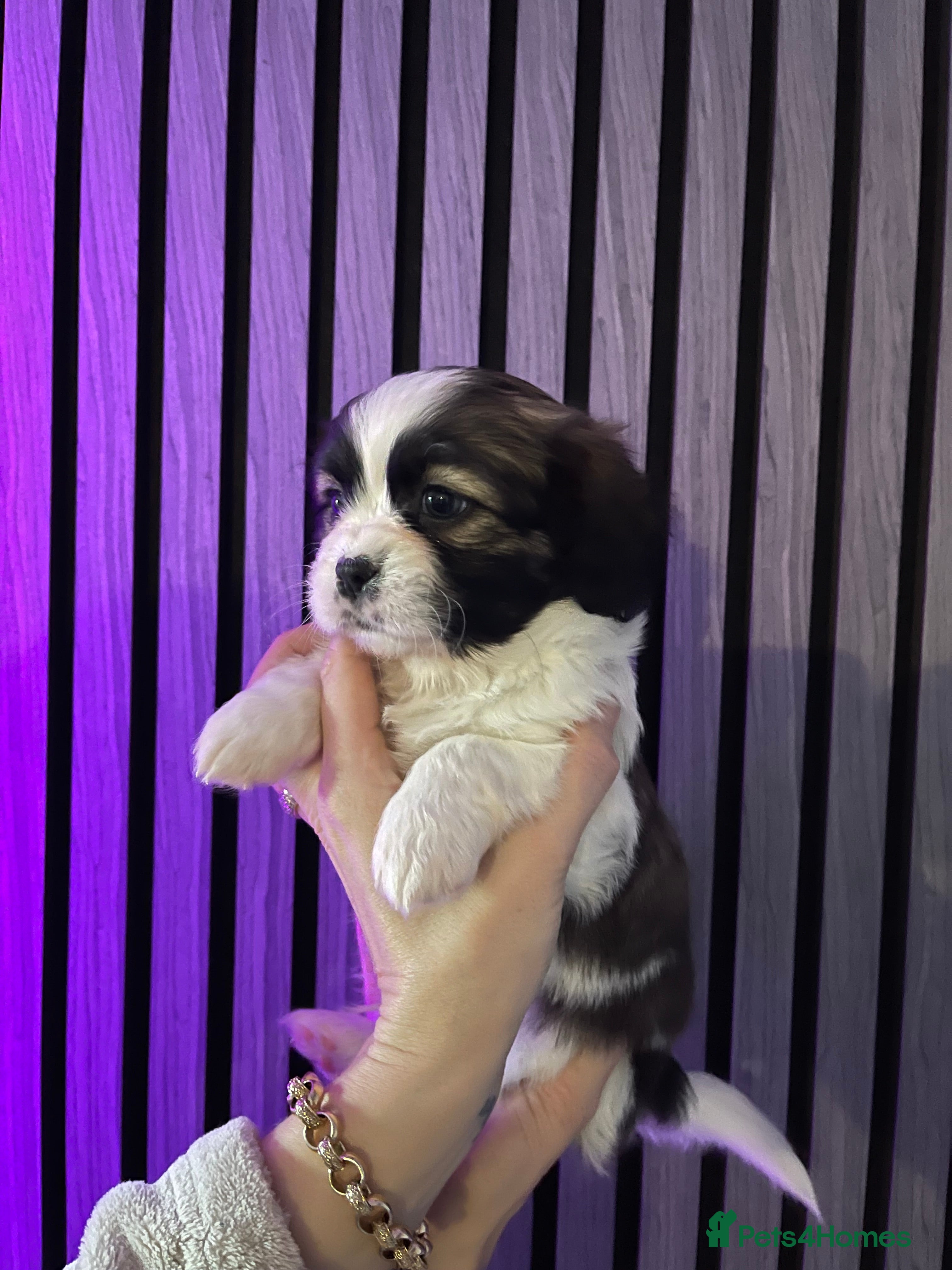 Mixed Breed dogs Beautiful Shih Tzu X Maltese pups  - Advert 6
