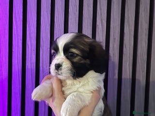 Mixed Breed dogs Beautiful Shih Tzu X Maltese pups - Advert 1