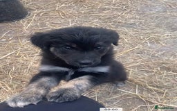 Mixed Breed dogs for sale: Maisy - Image 8