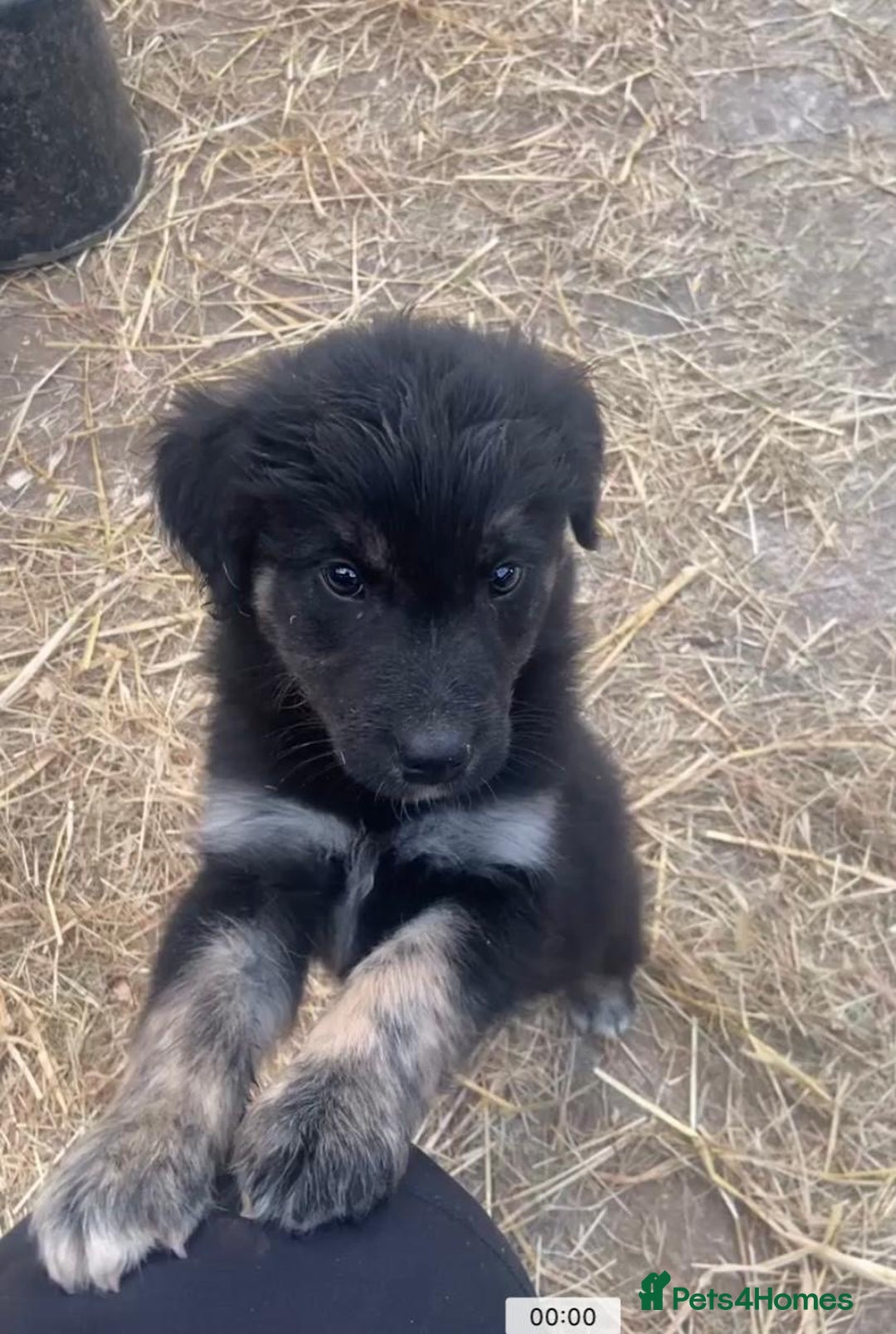 Mixed Breed dogs for sale: Maisy - Image 8