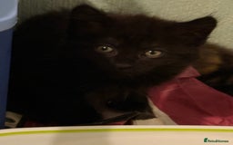 Mixed Breed cats for sale: black beautiful kittens  - Image 4