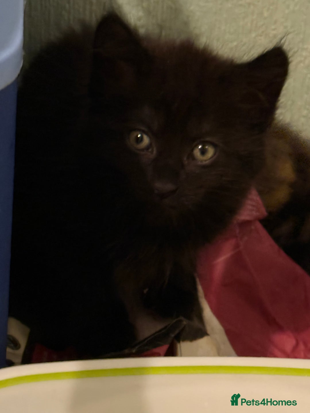 Mixed Breed cats for sale: black beautiful kittens  - Image 4