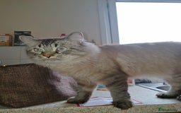 Ragdoll cats for sale: Kittens  - Image 2