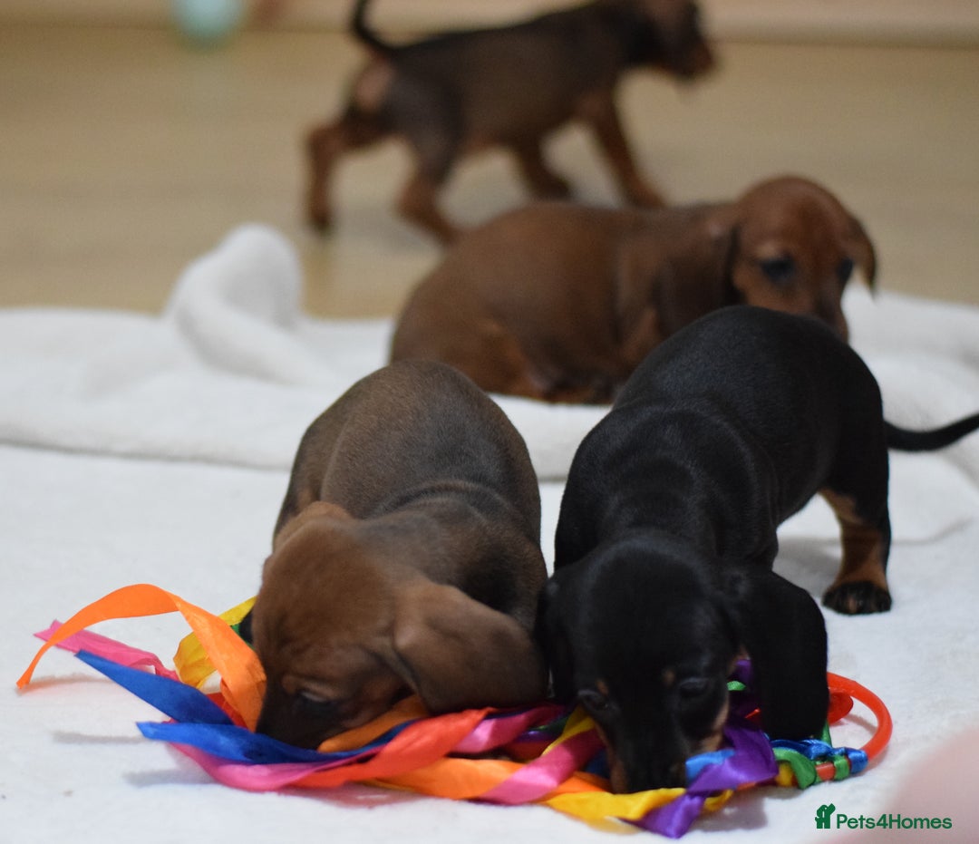 Miniature Dachshund dogs for sale: 🌟Gorgeous Miniature Dachshunds🌟 - Advert 17