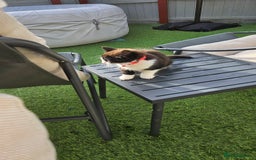 Mixed Breed cats for sale: Long haired black and white girl  - Image 12