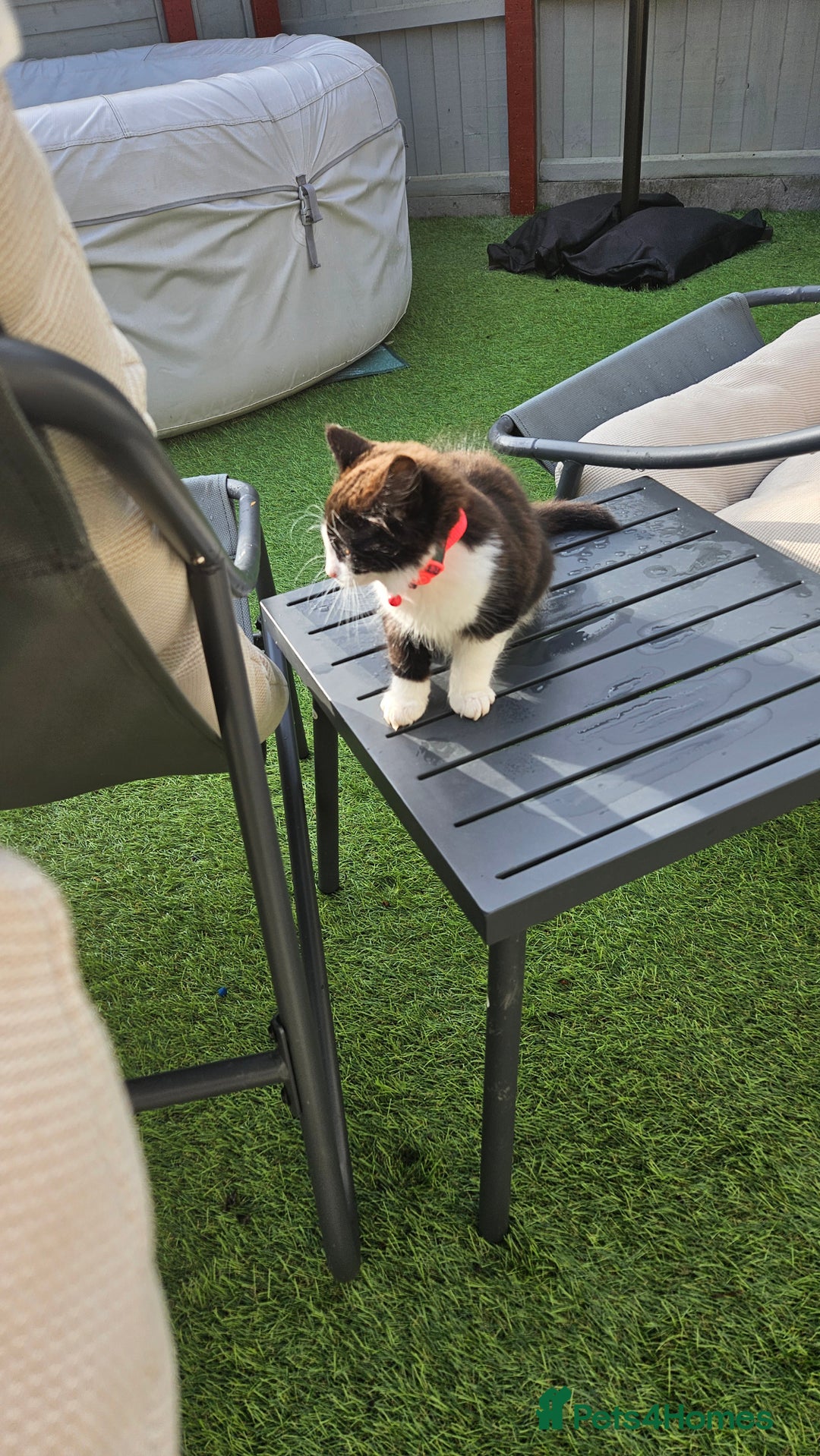Mixed Breed cats for sale: Long haired black and white girl  - Image 12