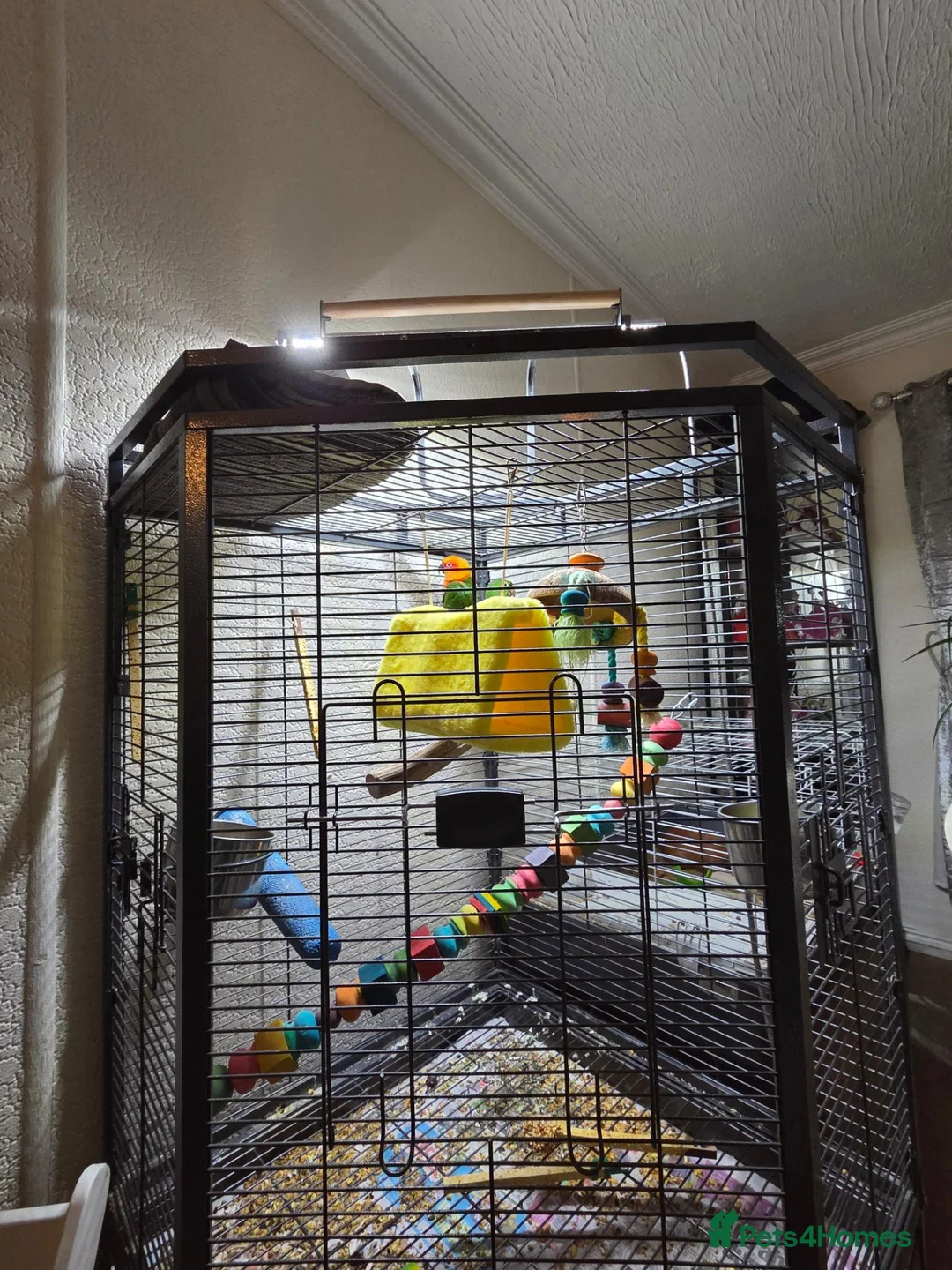 Conures birds for sale: 2 conours male in Swaffham - Advert 2