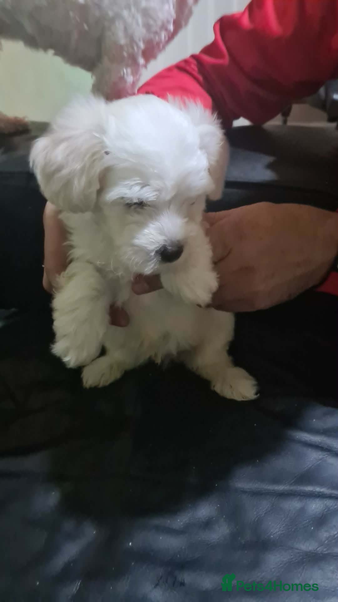 Bichon Frise dogs 3 beautifuls puppy Bichon Maltese- 1 boy available - Advert 5