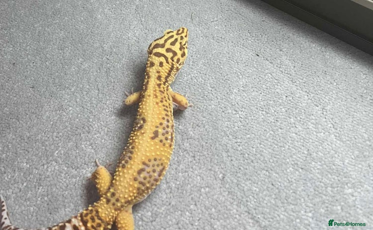Leopard Gecko reptiles - Advert 1