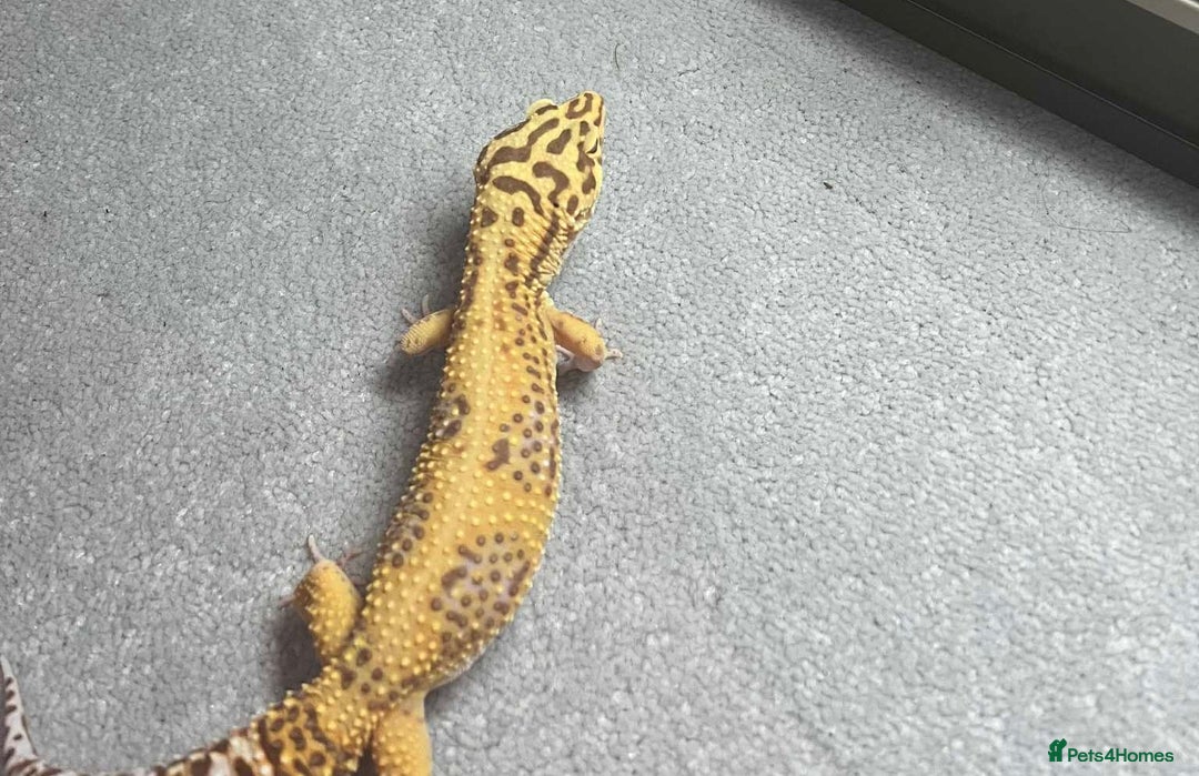 Leopard Gecko reptiles for sale: Leopard gecko  - Image 1