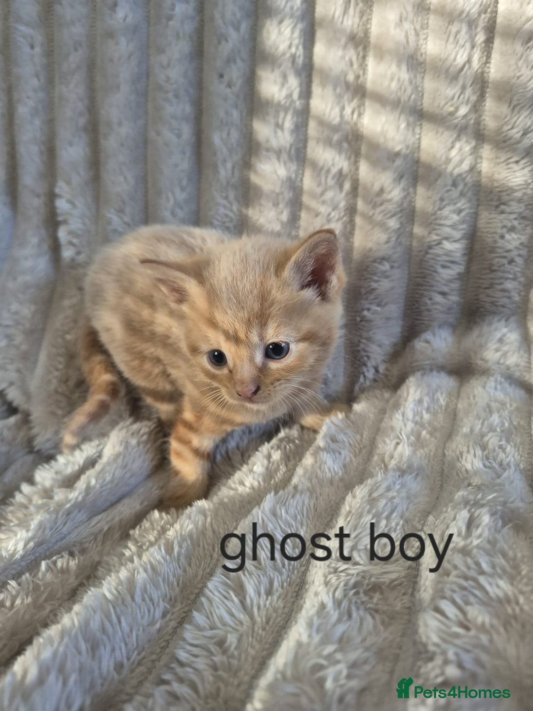 Mixed Breed cats for sale: Unusual litter for sale. 3 LEFT - Advert 12