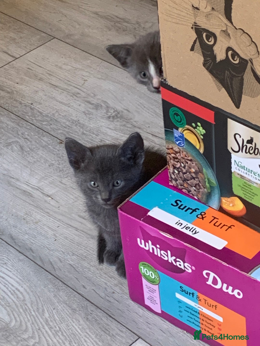 Oriental cats for sale: Male oriental kittens for sale - Advert 2