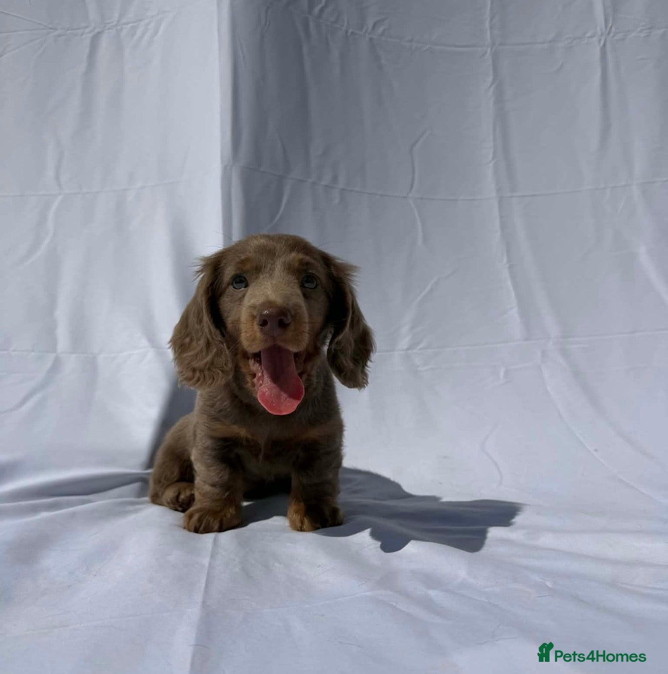 Miniature Dachshund dogs Long Haired Miniature Dachshund-Isabella&Chocolate - Advert 9