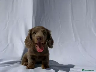 Miniature Dachshund dogs Long Haired Miniature Dachshund-Isabella&Chocolate - Advert 10