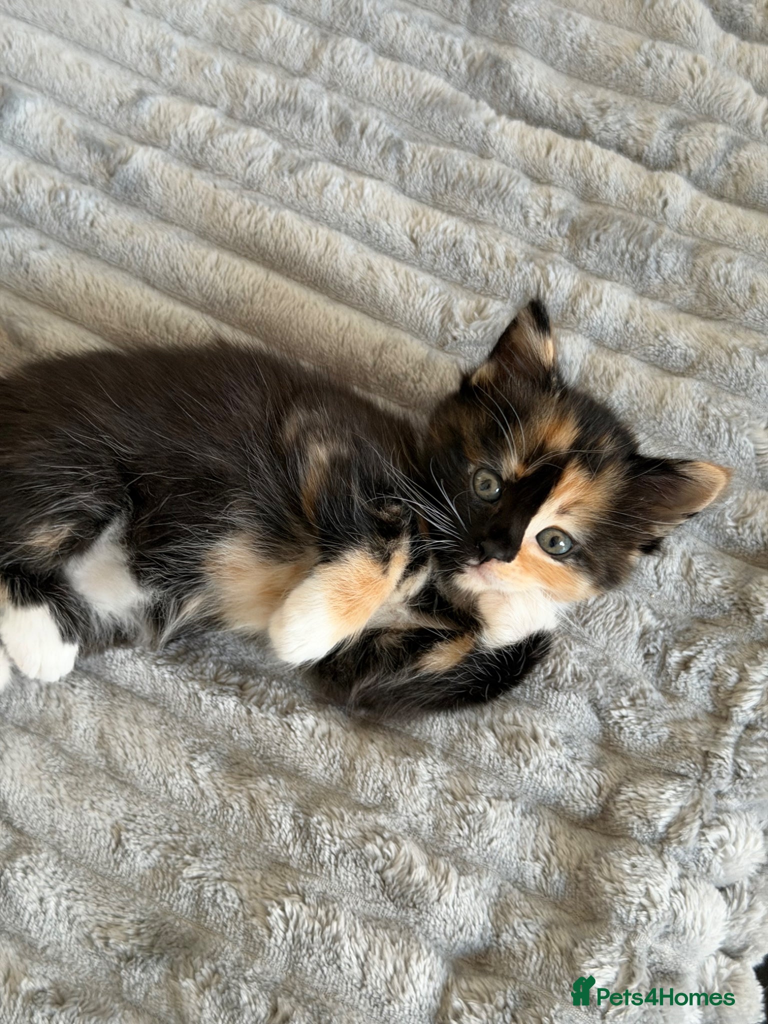Mixed Breed cats Stunning Fluffy Kittens -Calico,Tortie & tuxedo 🐾 - Advert 1