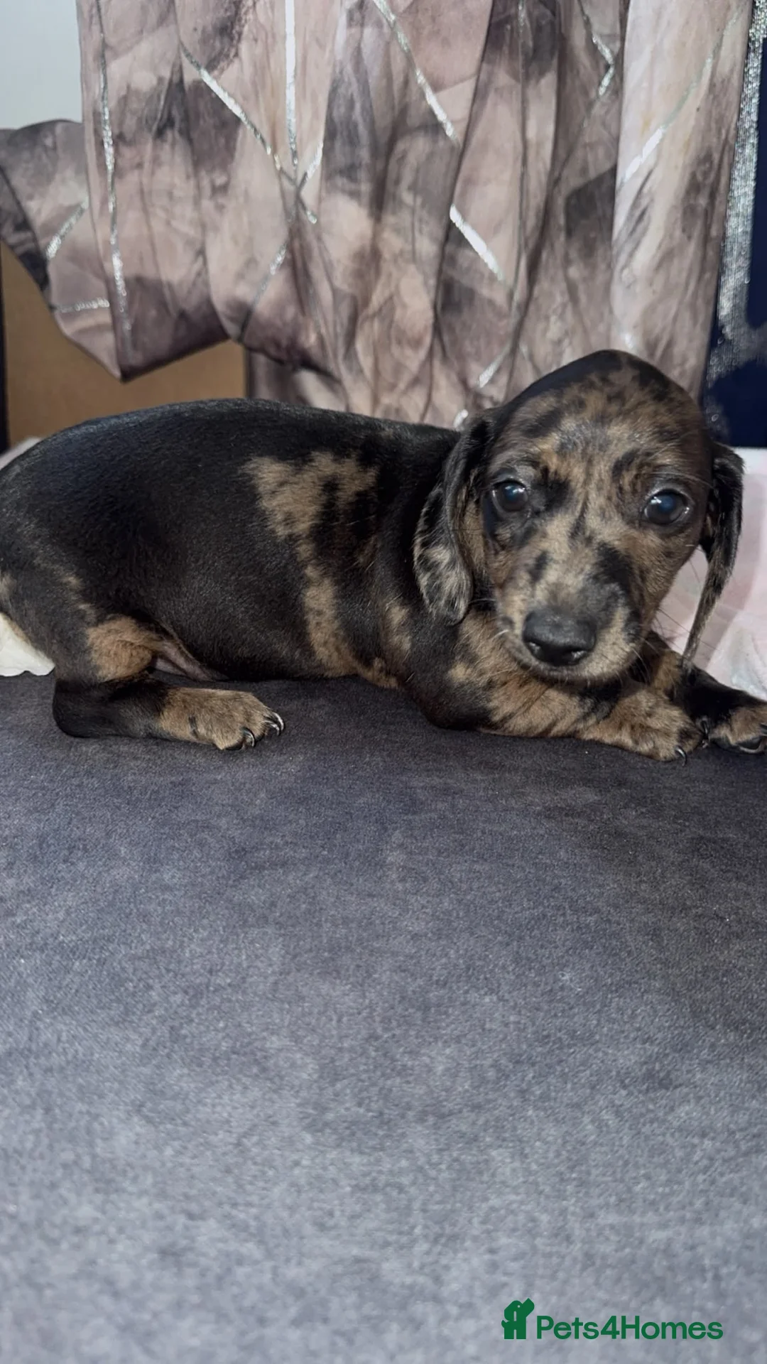 Miniature Dachshund dogs for sale: Beautiful miniature Dachshund ready 4 loving home - Advert 2