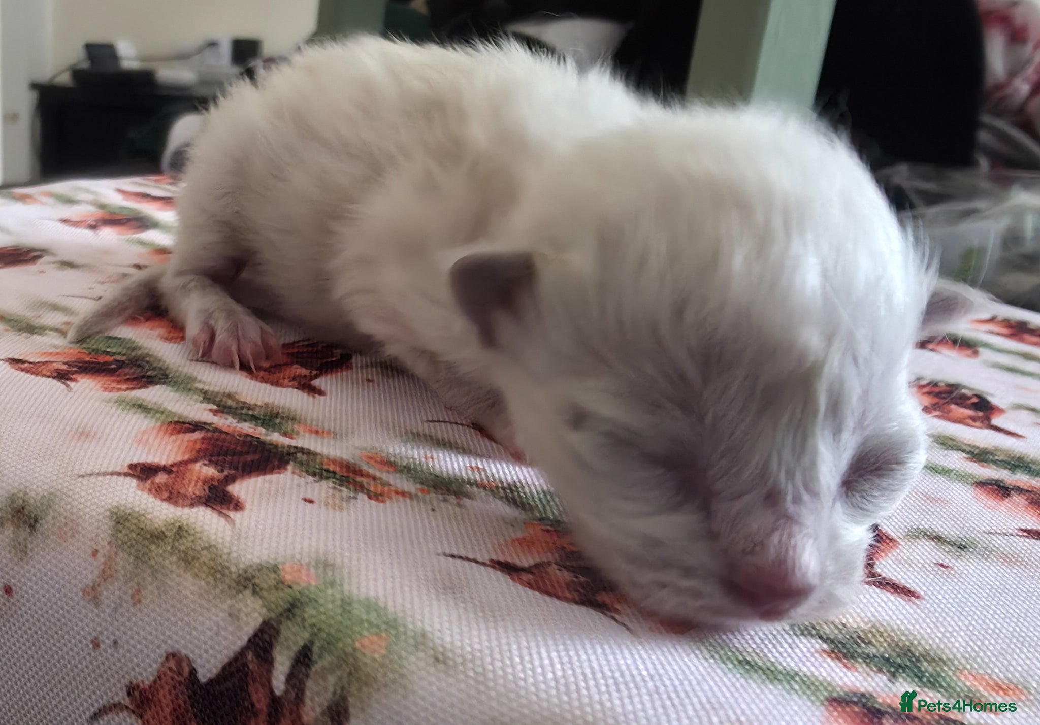 Ragdoll cats for sale: Pure Ragdoll kittens! - Advert 4