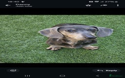 Miniature Dachshund dogs for sale: Blue tan dapple female - Image 5