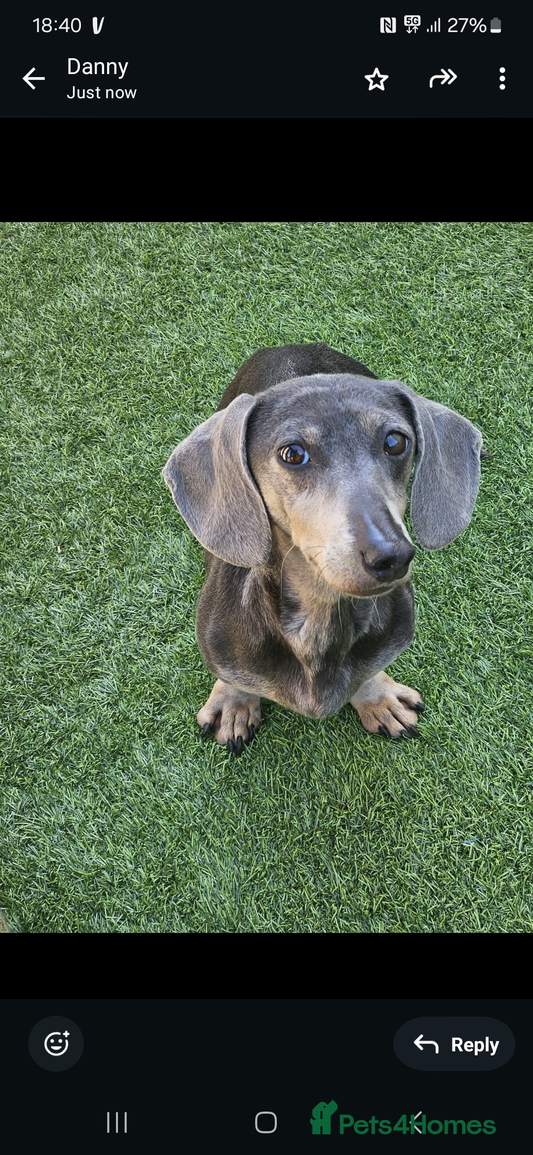 Miniature Dachshund dogs for sale: Blue tan dapple female - Image 5